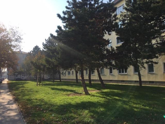 grün vor dem Fenster