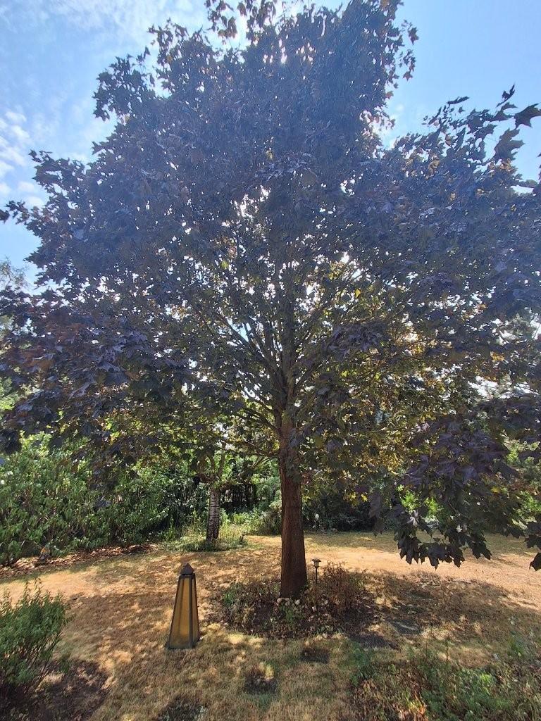 35 Garten mit schattigen Bäumen Strasshof