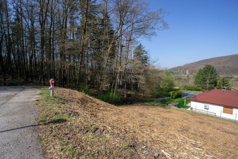 im Südwesten angrenzender Wald