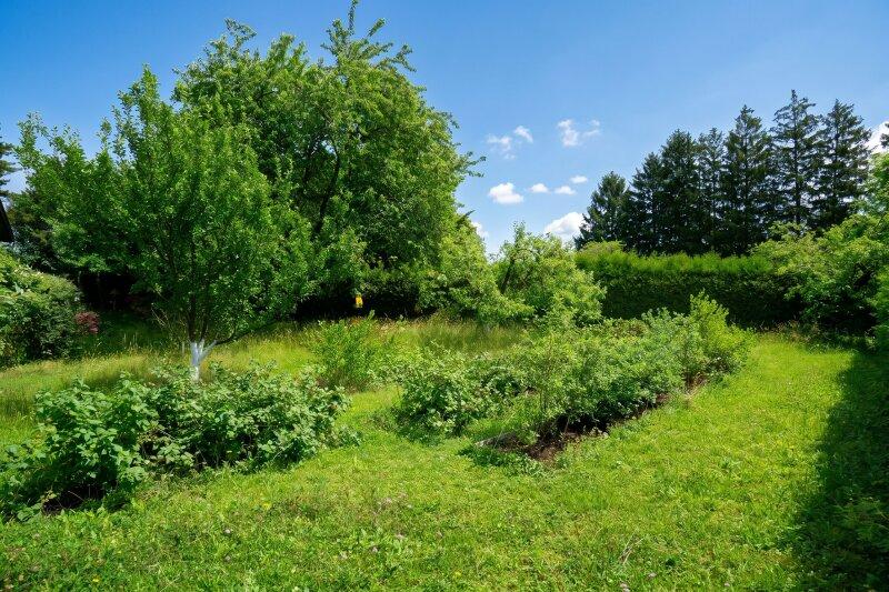 Garten mit verschiedenen Obstbäumen und Beerensträuchern