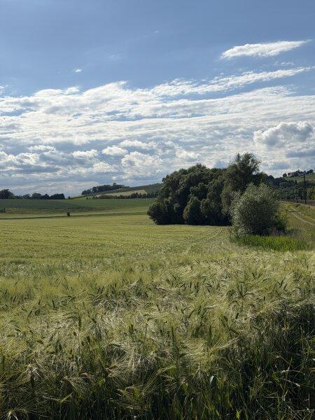 Acker mit Waldstreifen
