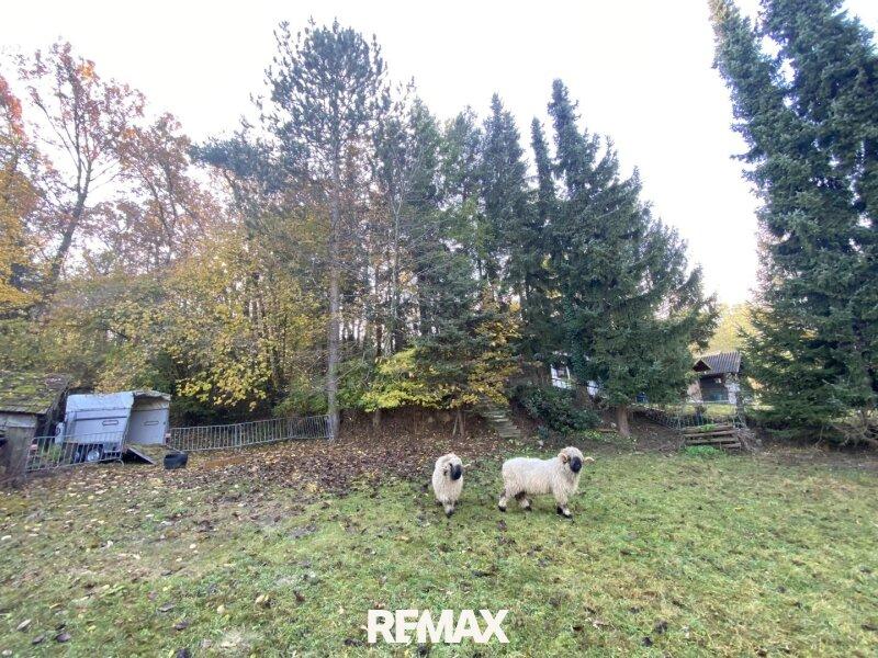 03 Wiese und Wald