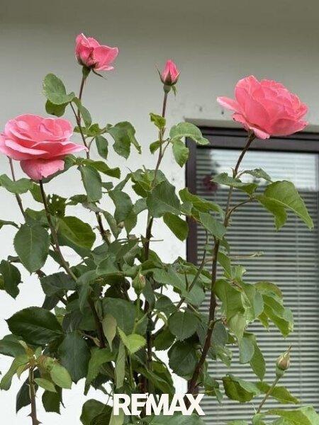 15 Rosen
