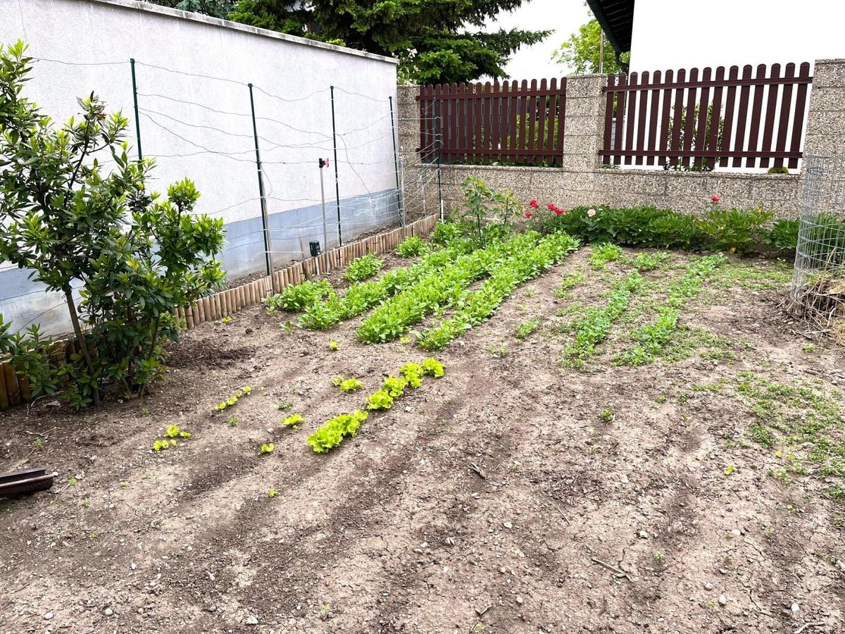 04 Gemse/Kruter Garten