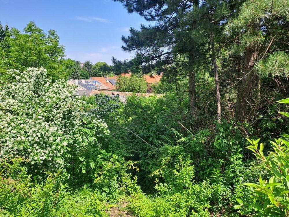 Wald (Rckseite)