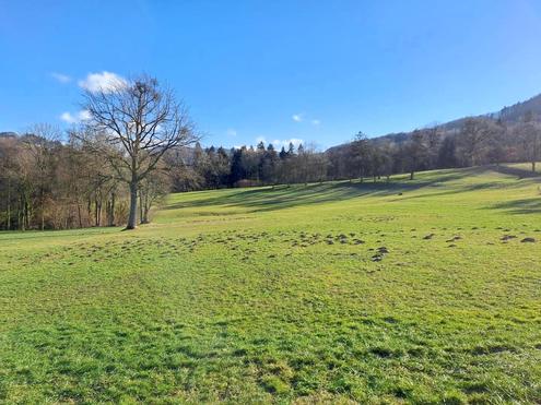 10 ha Wald- und Wiesenflchen in Feichsen