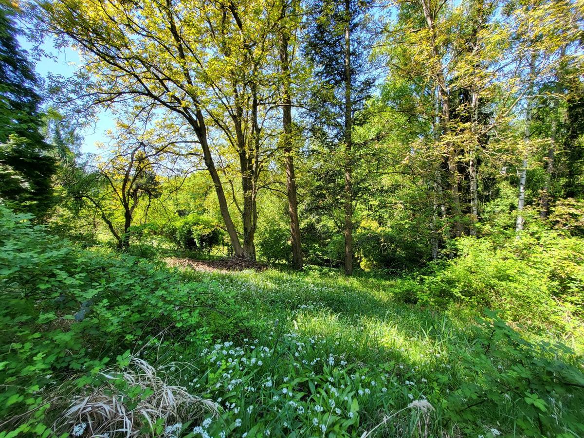 Wald