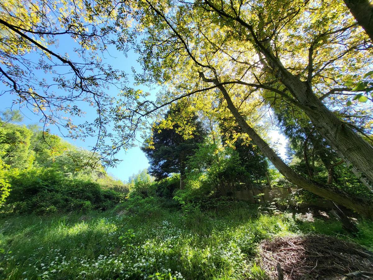 Wald