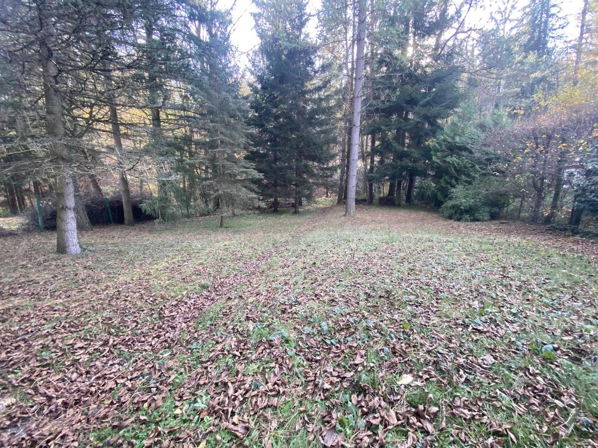 5 Grnland mit Waldbumen