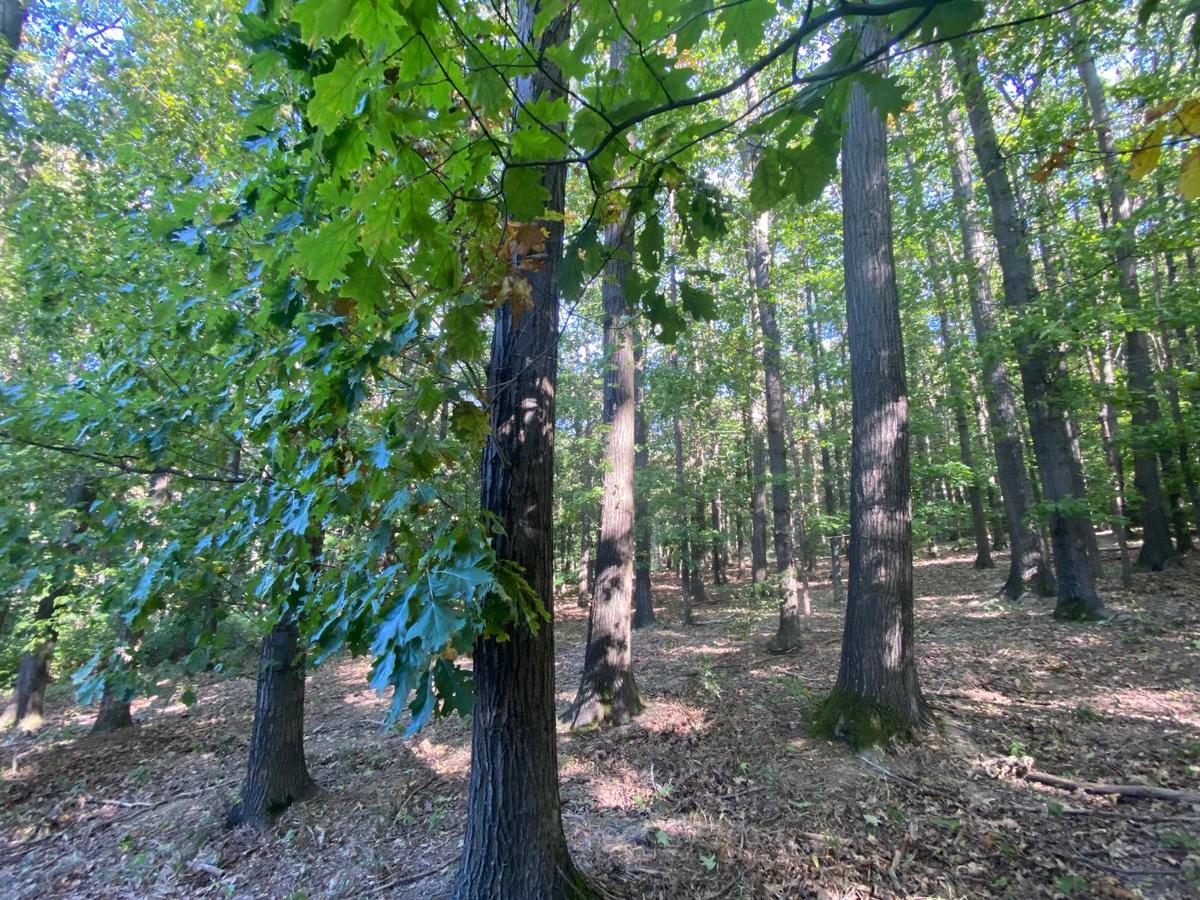 2 Wald