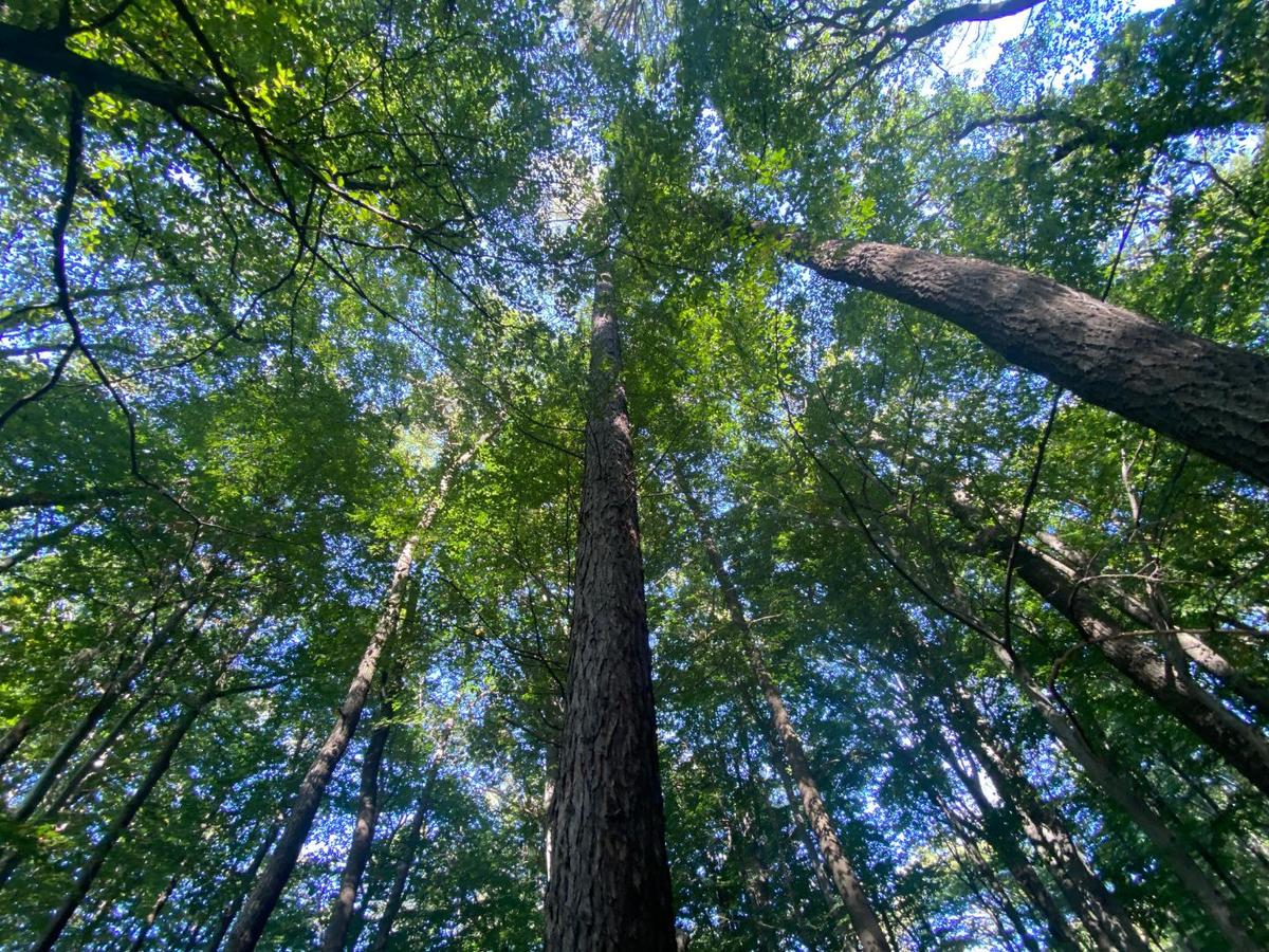 4 Wald