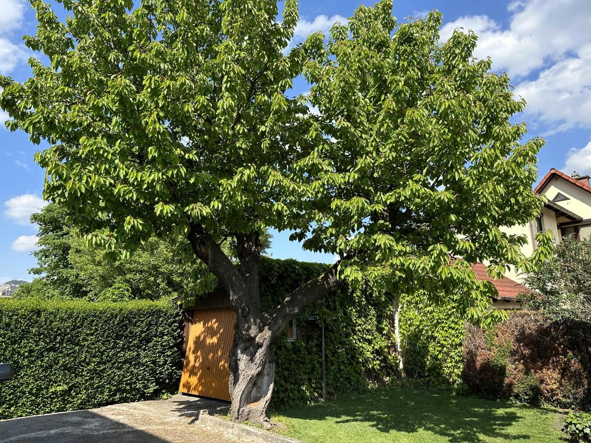 24 Garten