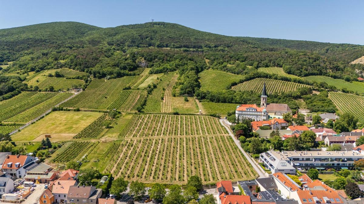 22 Weinberge