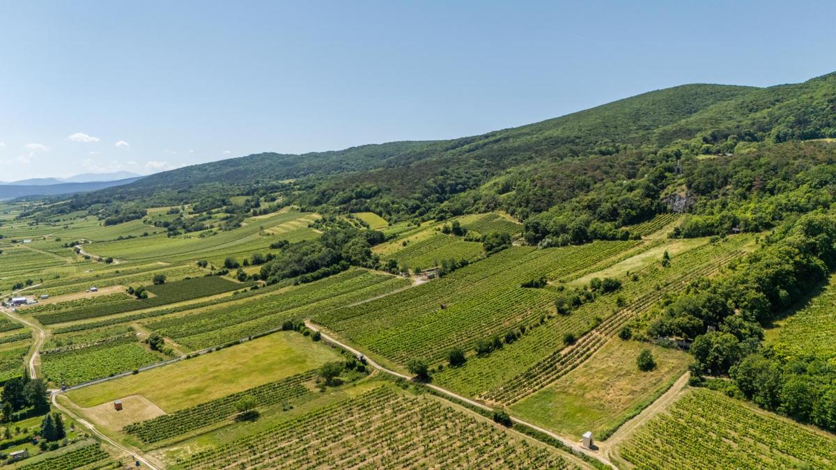 Weinberge rundum