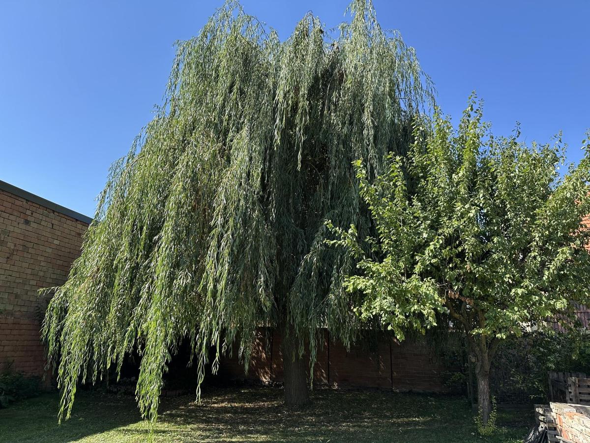 16 Garten