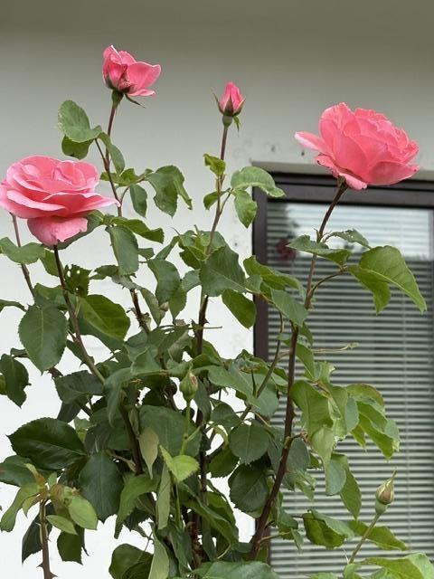 14 Rosen