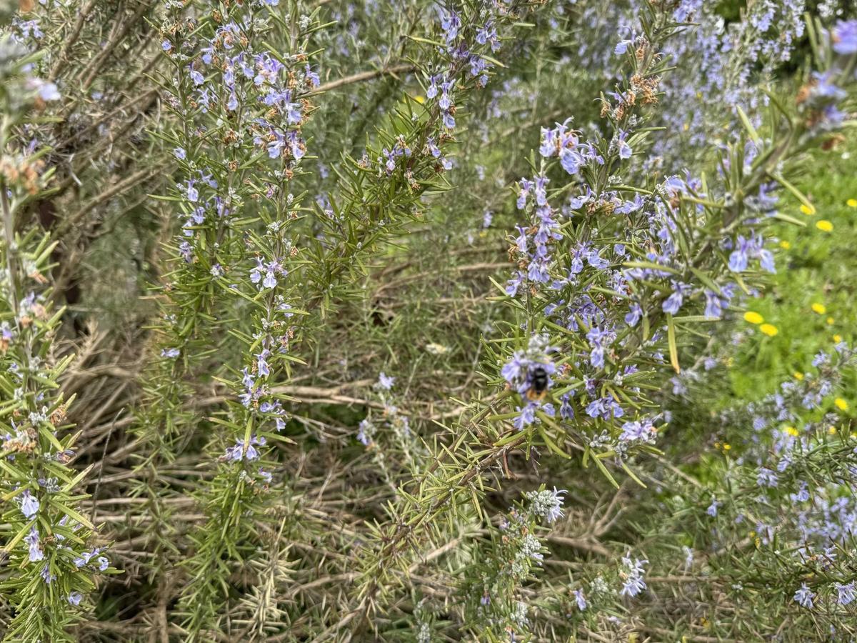 09. Kleingartengrundst�ck 2100 Korneuburg