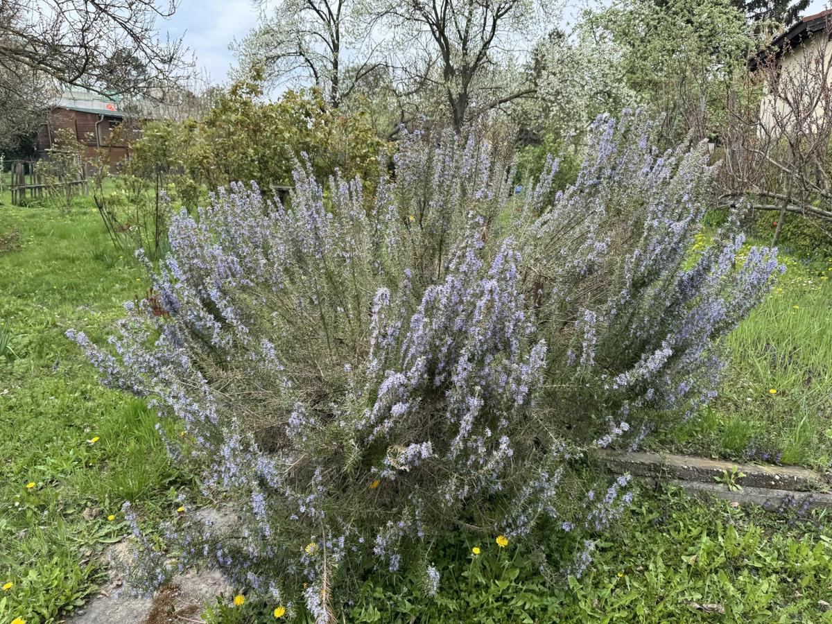 05. Kleingartengrundst�ck 2100 Korneuburg