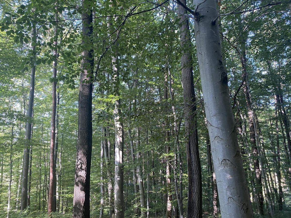 37 Wald