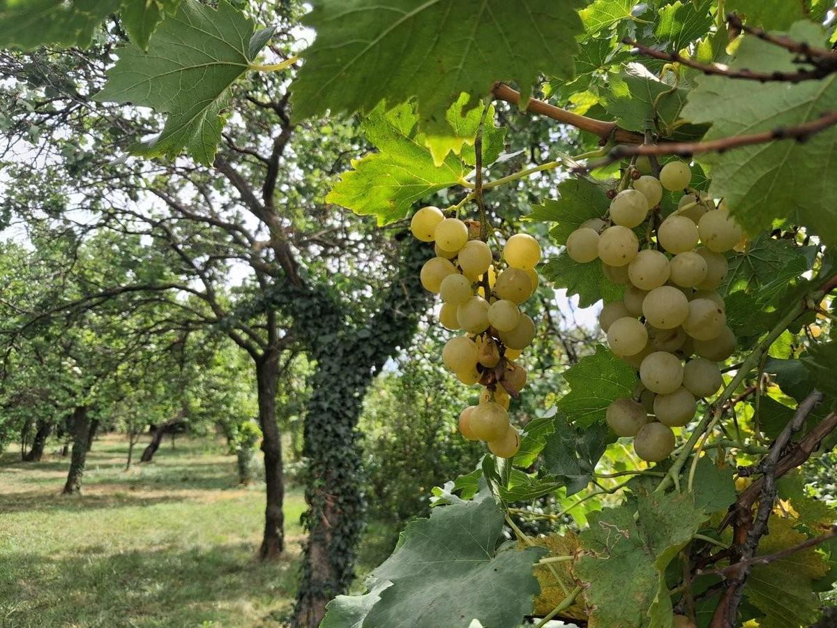6 Obstgarten Gr�nland 7053 Hornstein