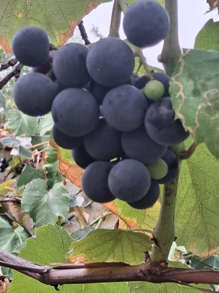 15 Trauben im Garten 7053 Hornstein