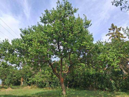 ,,Bauland und gro�er Obstgarten - Liegenschaft in Hornstein nahe Neufeldersee,,