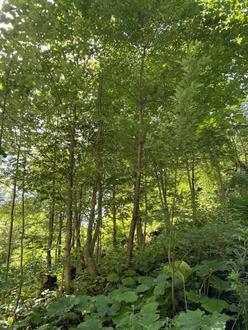 +++ 6 ha Waldgrundstck - Veitschbach+++