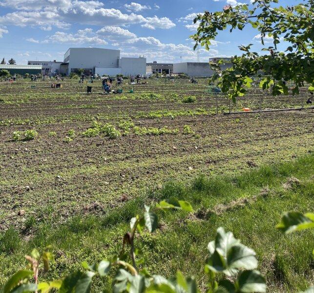 Urban Gardening gleich ums Eck