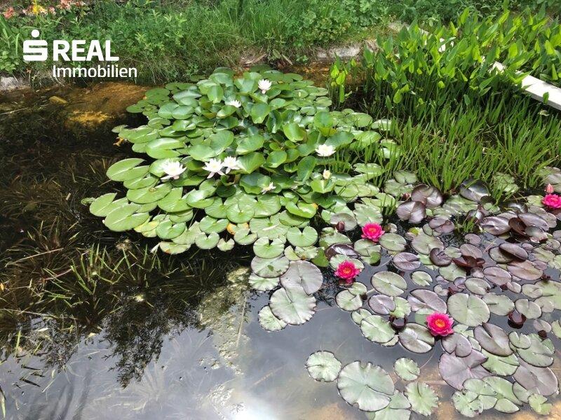 Seerosen im Regenerationsbecken