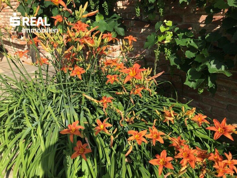 Lilienpracht im Sommer