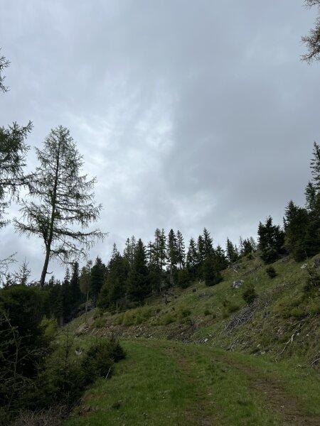 Ansicht Jungwald