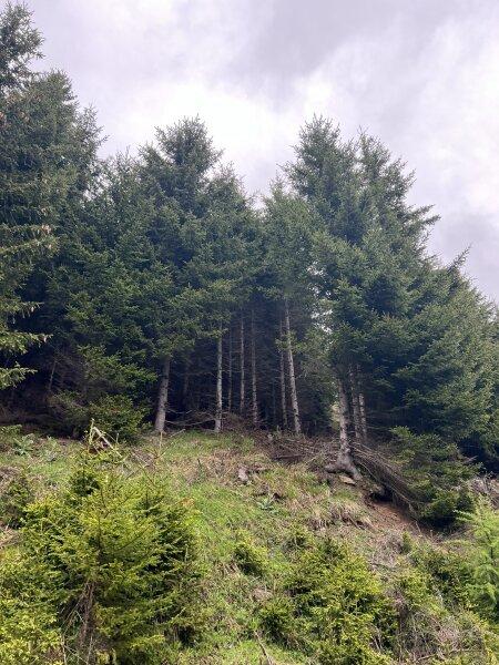 Ansicht Jungwald