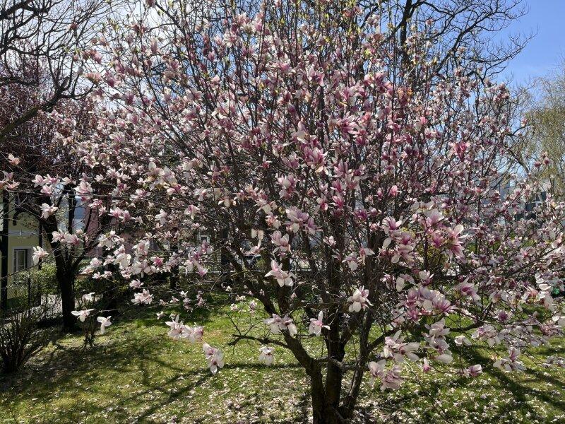 Garten_Magnolie