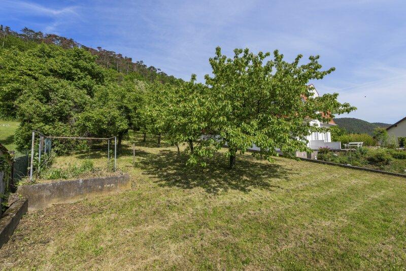 Obstgarten