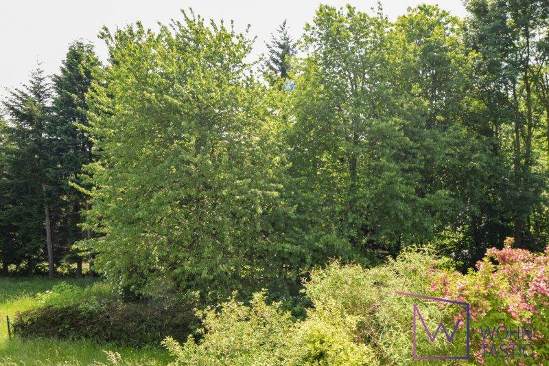 Ausblick in den eigenen Wald