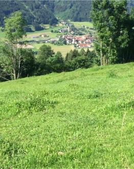 Wiese 2-mhdig und Weideflche