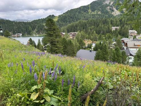 Turracher Hhe - Baugrundstck fr eine kleine Apartmentanlage - DIREKT bei der Piste und der Talstation "Panoramabahn"