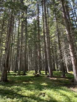 180 ha Eigenjagd- Mischwald mit 234 ha Jagdausma