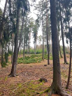 140 ha Eigenjagd inmitten von Niedersterreich
