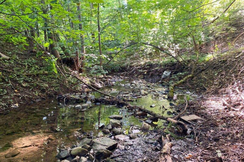 Wald mit Bach