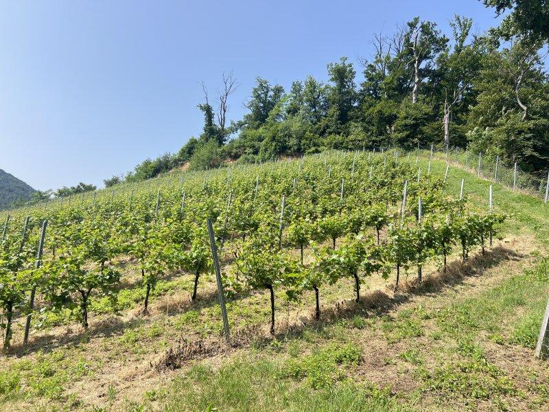 Ansicht Weinberg