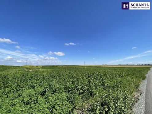 Raritt! Landwirtschaftliches Grundstck zwischen Moosbrunn und Gramatneusiedl- ca. 41.000 m Ackerflche zu verkaufen!