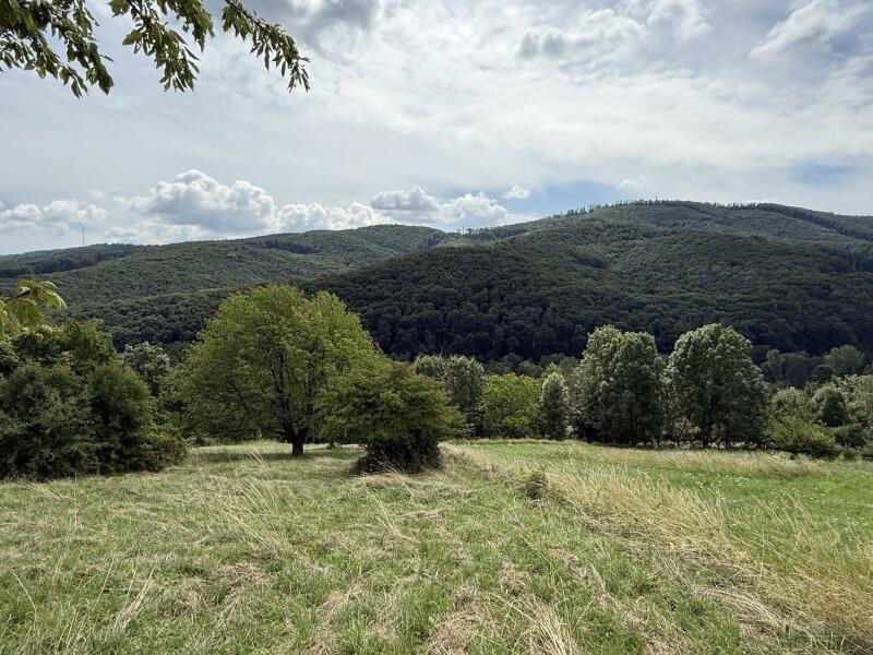 Ausblick vom Garten