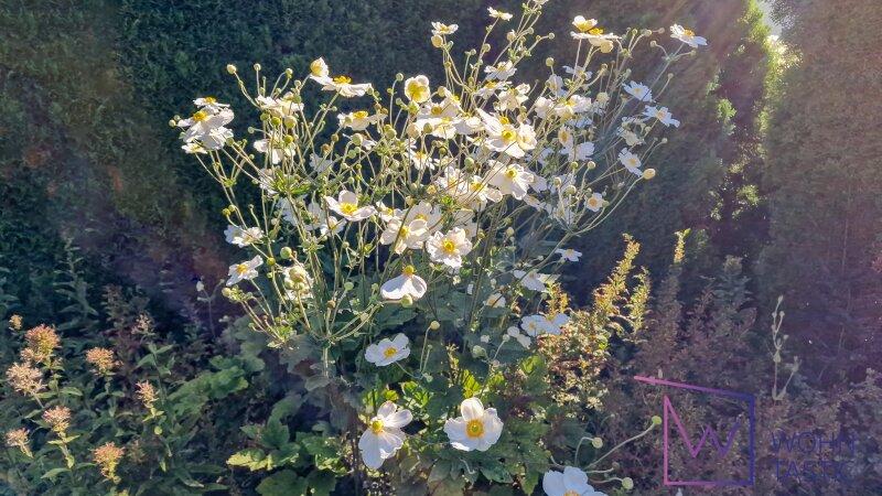 Blhende Impressionen.