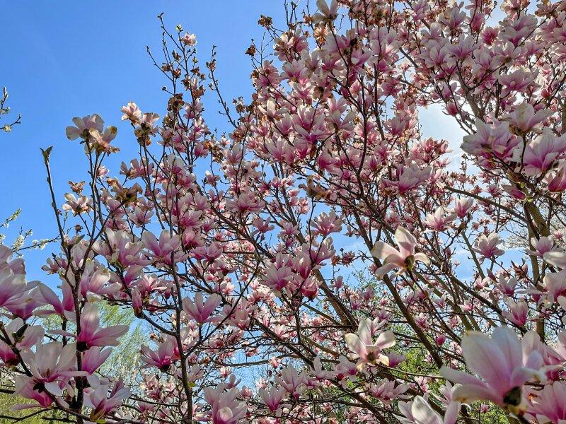 Magnolienbaum