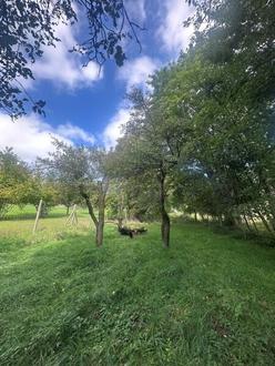 Hagenbrunn im Speckgrtel Wiens - Grozgiges Baugrundstck mit ca 2500m