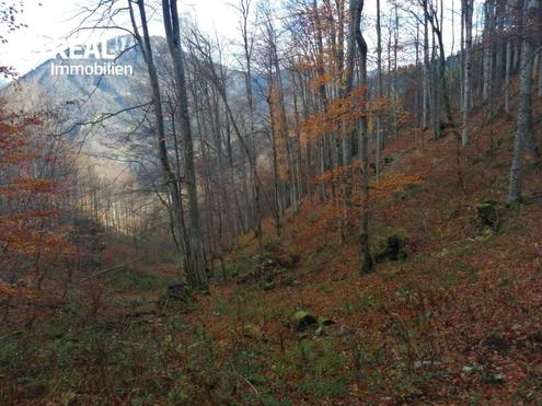 Mischwald zu verkaufen