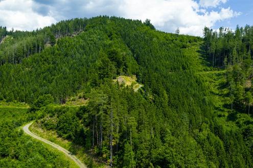 Forstbesitz nahe Graz Umgebung - 220 ha Jagd