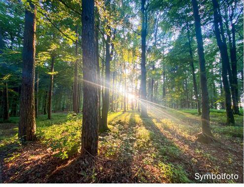 3,25 ha Wald zur Anlage!