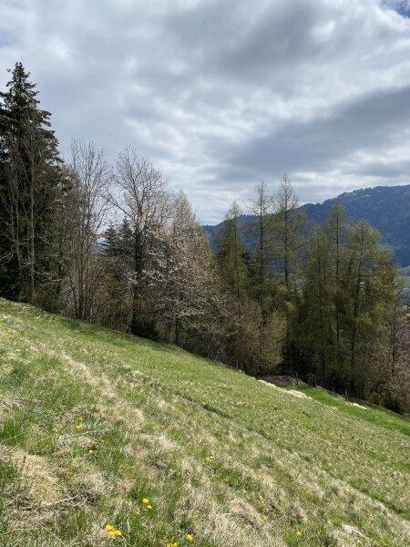 Ansicht Wiese / Weide im Fr�hjahr 22. M�rz